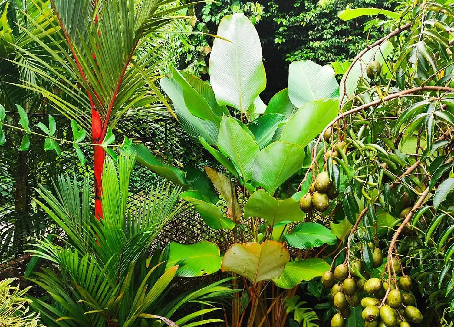 Apartmán Reve Tropical Chambres D'Hotes Anse a La Mouche Seychely