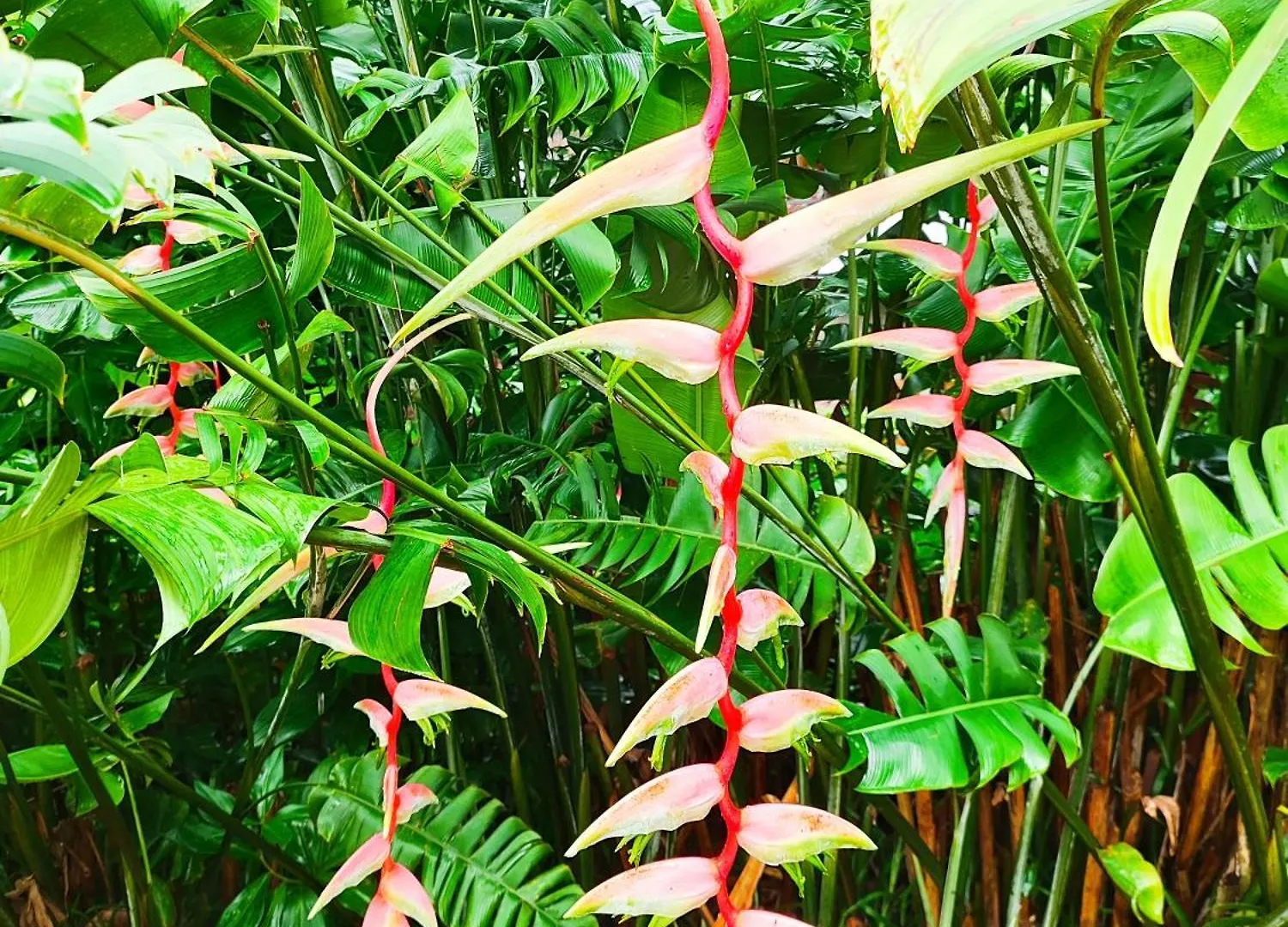 Reve Tropical Chambres D'Hotes Anse a La Mouche Seychelles