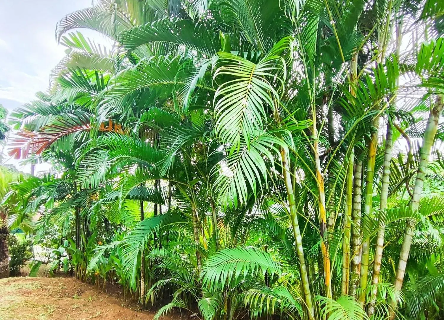 Reve Tropical Chambres D'Hotes Anse a La Mouche