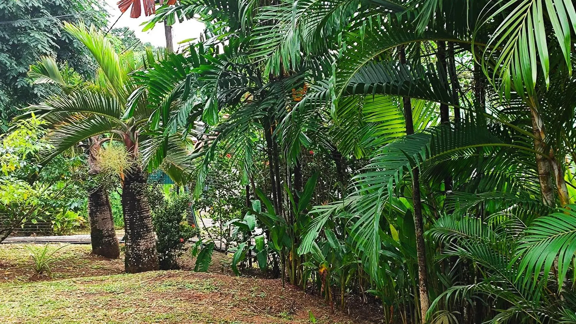 Appartement Reve Tropical Chambres D'Hotes Anse a La Mouche Seychelles